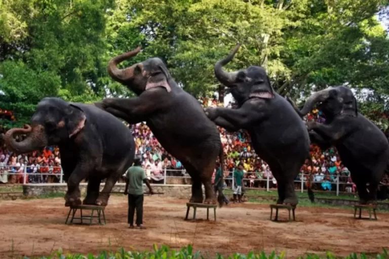 National-Zoological-Gardens-of-Sri-Lanka